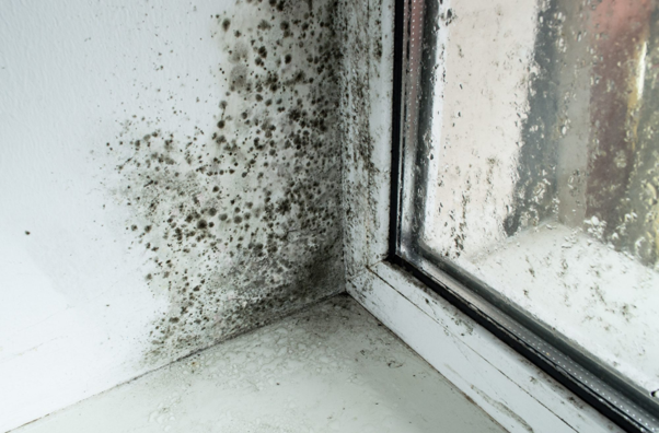 Damp And Mould For KPI