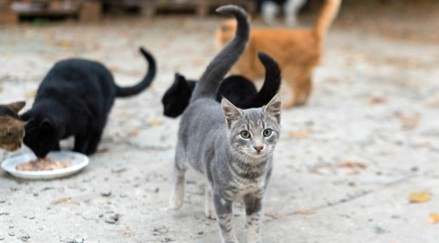 Image for Cat Population Control and Welfare